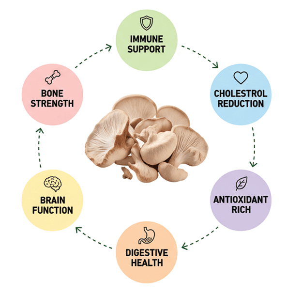 Oyster Mushroom Health Benefits