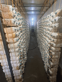 Hanging mushroom bags