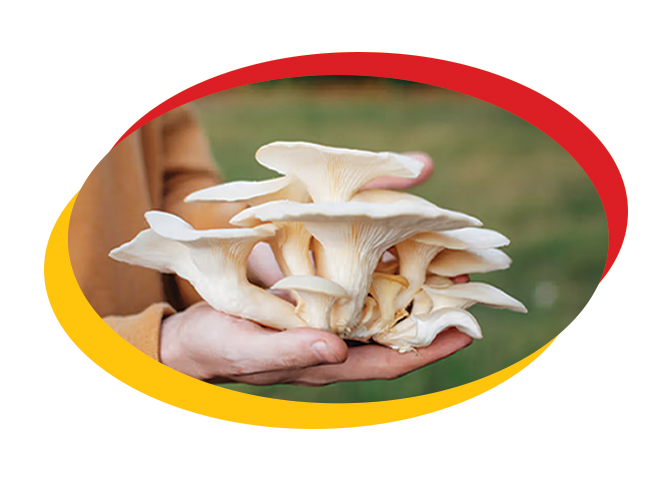 Oyster Mushrooms
