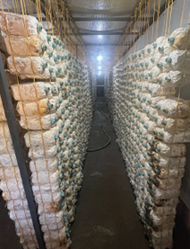 Hanging mushroom bags